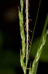 White edge sedge